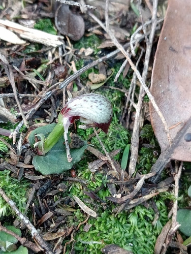 Spurred Helmet Orchid