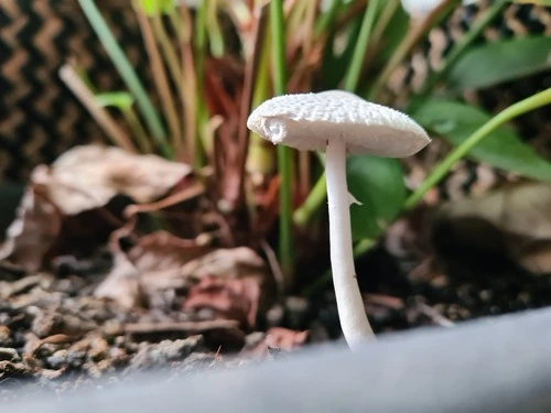 onion-stalk parasol