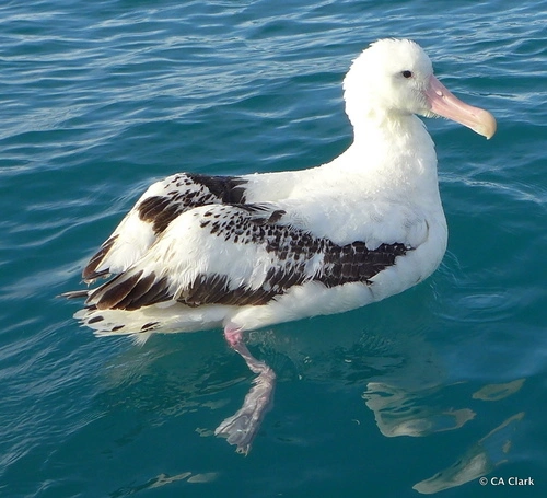 Wandering albatross species complex