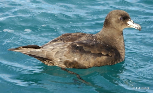 Westland Petrel