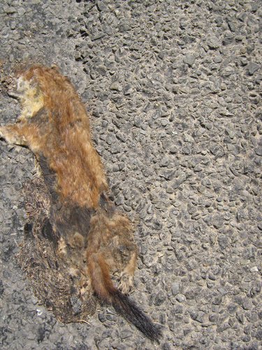 Stoat