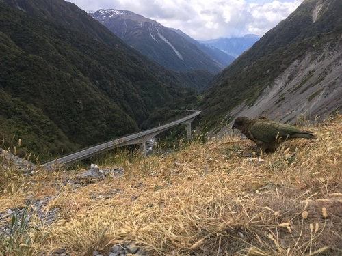 Kea