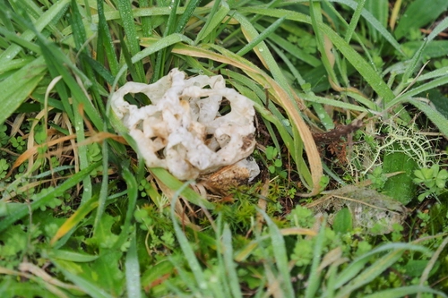 white basket fungus