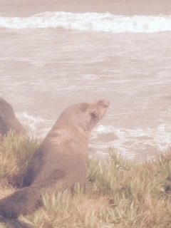 lobo marino de Nueva Zelanda