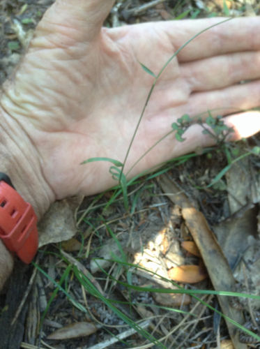 Hedgehog Grass