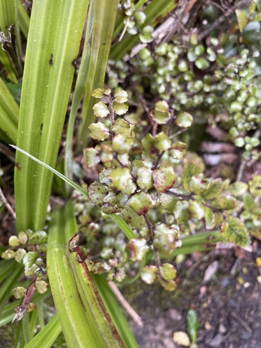 Gaultheria antipoda