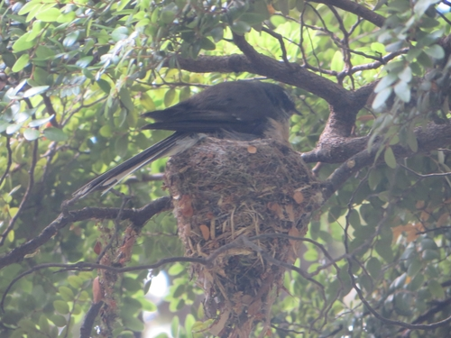 South Island Fantail