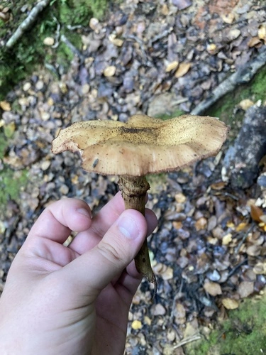 Armillaria limonea