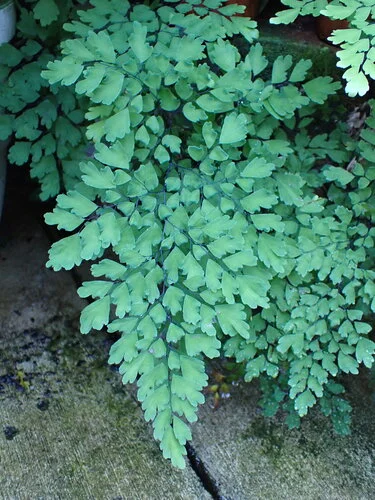 black maidenhair fern