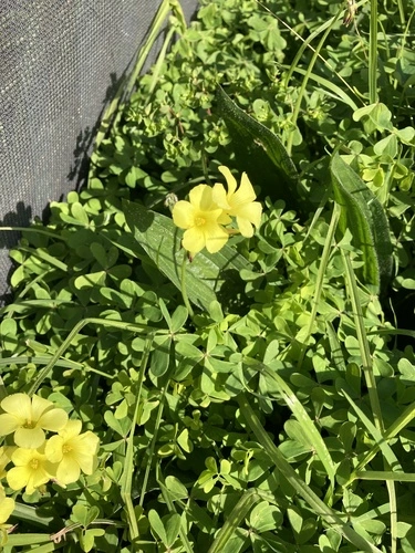Oxalis pes-caprae