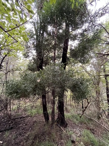 Matai