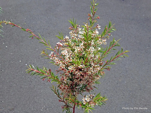 Sannantha pluriflora