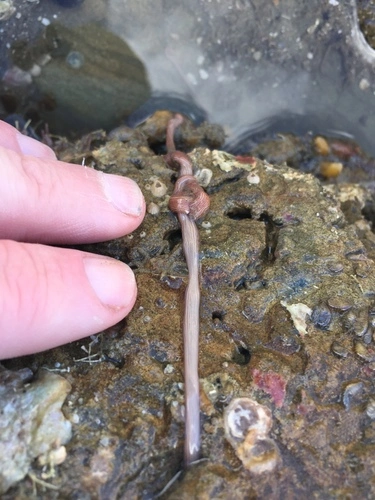 Baseodiscus delineatus