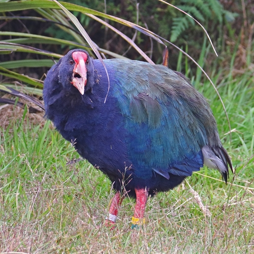 South Island Takahe