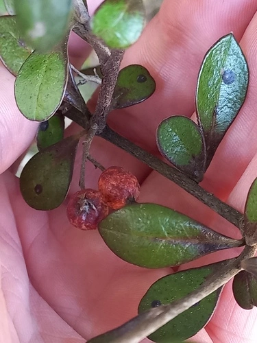 Corokia × virgata