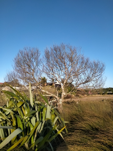 flowering plants