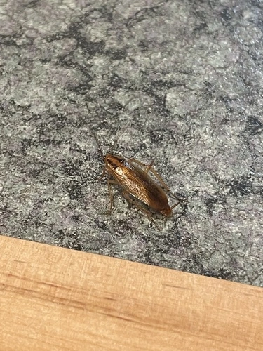 German Cockroach