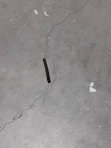 Caterpillar