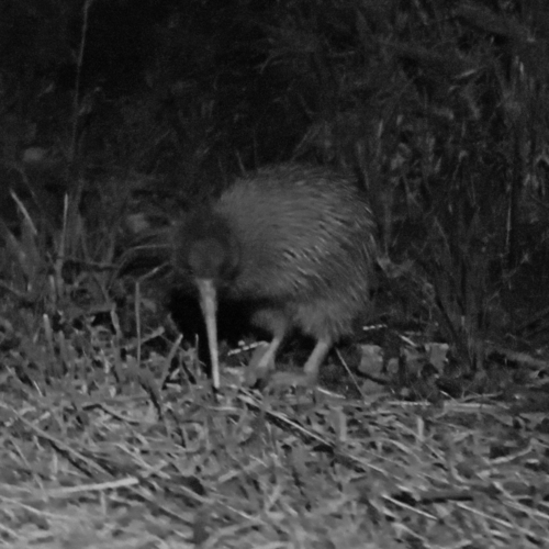 Stewart Island Brown Kiwi