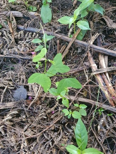 Passiflora apetala