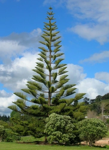 Norfolk Island Pine