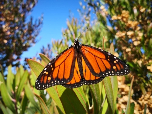 Monarch