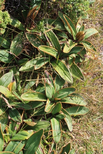 Mountain Daisy