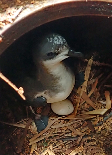 Chatham Petrel