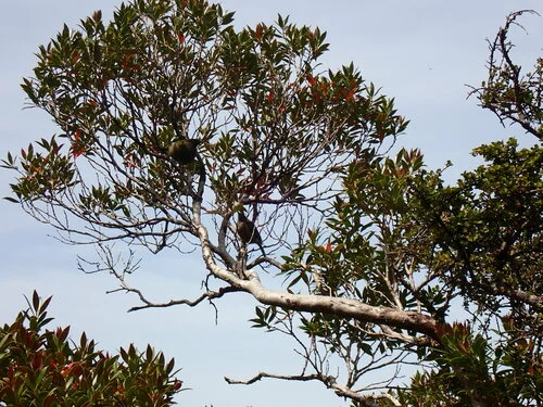 Korimako (Mainland New Zealand Bellbird)