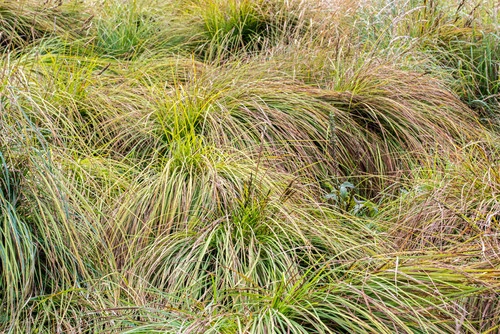 Carex sinclairii