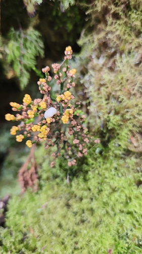 skeleton fork fern