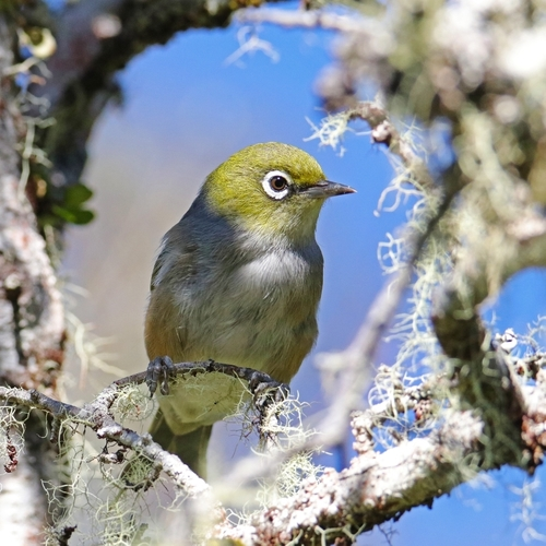 Tasmanian Silvereye