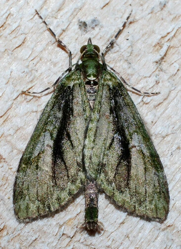 Tatosoma topea