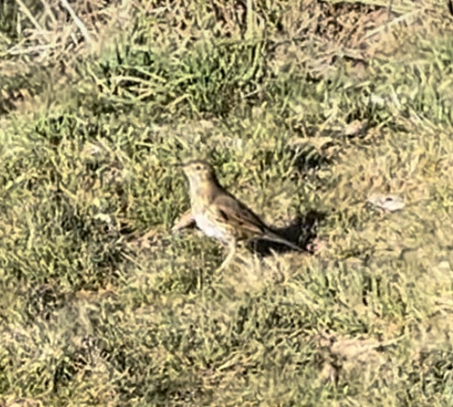 Western European Song Thrush
