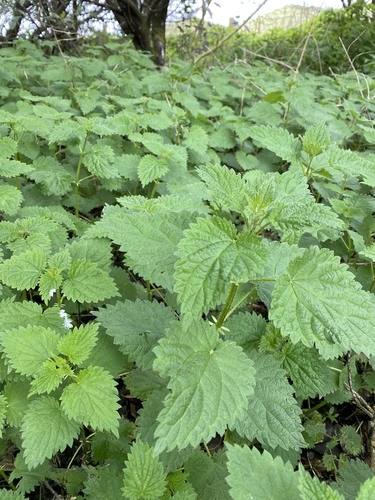 great stinging nettle