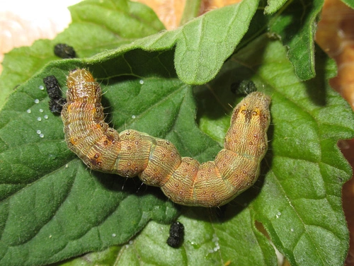 Tomato Fruitworm
