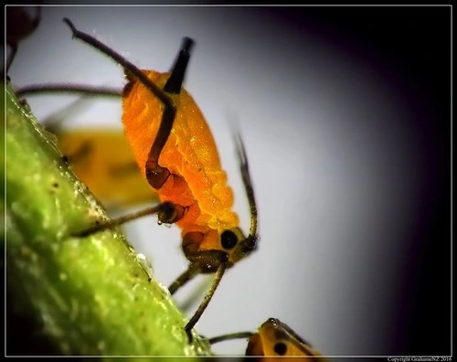 Oleander Aphid