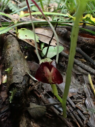 Silver-back Spider-Orchid
