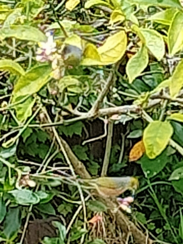 Tauhou (Silvereye)