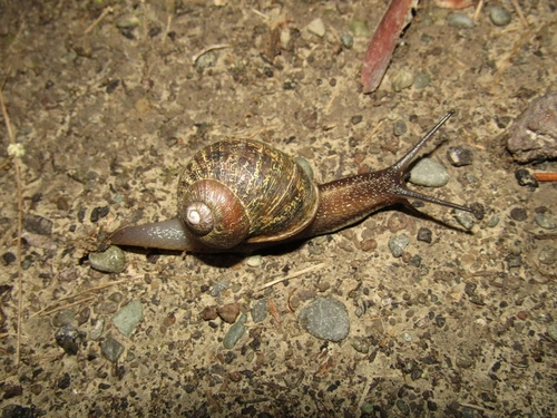 ヒメリンゴマイマイ
