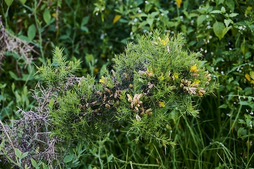 gorse