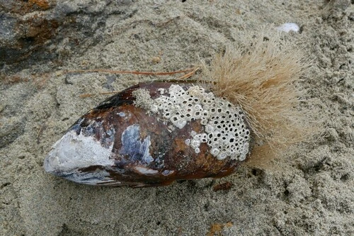 Perna canaliculus