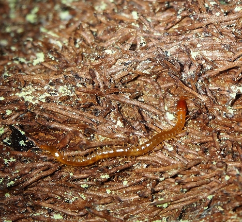 Boreal Yellow-headed Soil Centipede