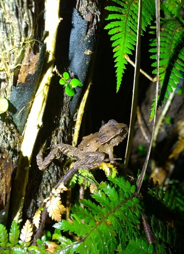Archey's Frog