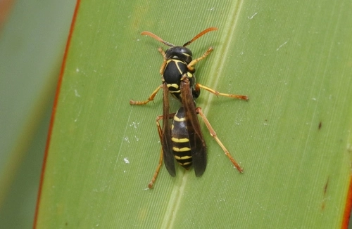 Asian Paper Wasp