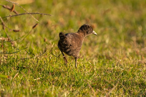 Spotless Crake