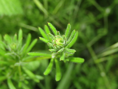 シラホシムグラ