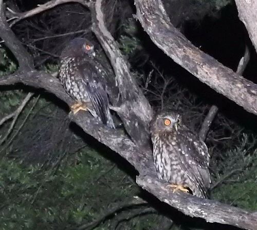 Ruru (Morepork)