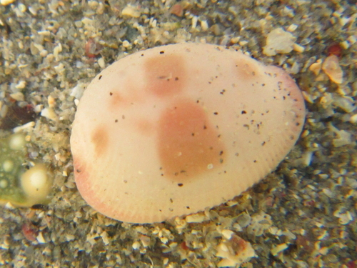 Common Southern Bean Cowry