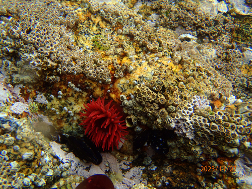 Waratah Anemone